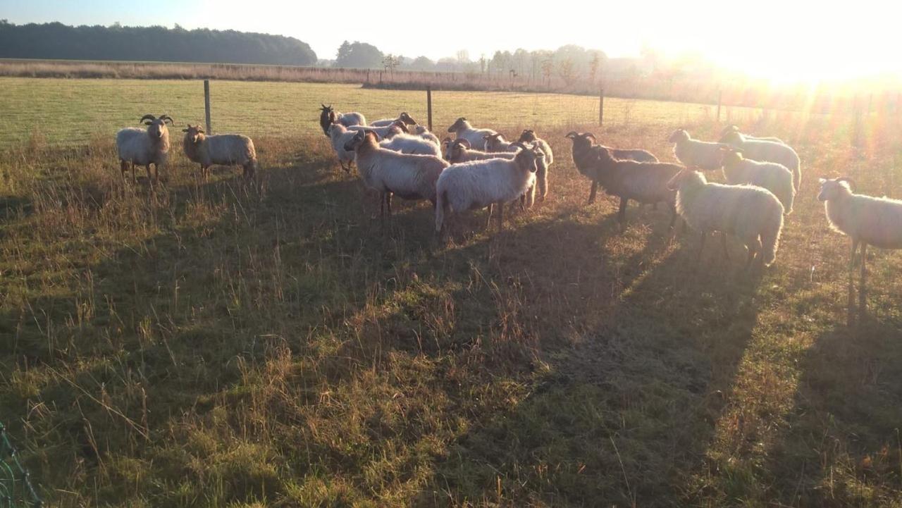 Pipowagen Elsebein Groningen Westerwolde Unieke Ligging Met Eigen Tuin En Vrij Uitzicht Over Veld Naar Natuurgebied Onstwedde Kültér fotó