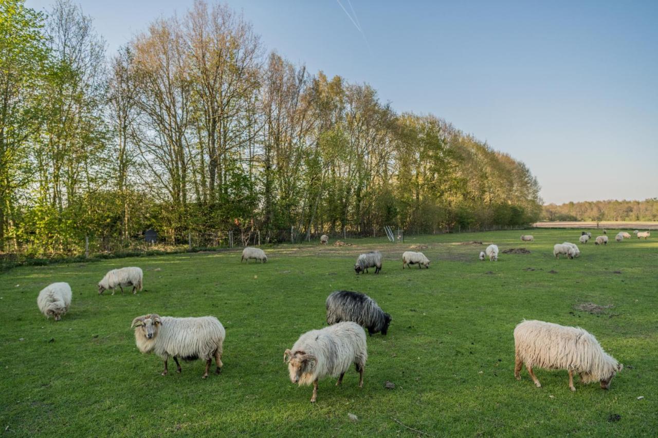 Pipowagen Elsebein Groningen Westerwolde Unieke Ligging Met Eigen Tuin En Vrij Uitzicht Over Veld Naar Natuurgebied Onstwedde Kültér fotó